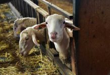 Επιμένουν στο αγροτικό ακατάσχετο των 15.000 ευρώ οι κτηνοτρόφοι ΑΜΘ πριν τις πληρωμές του Δεκεμβρίου
