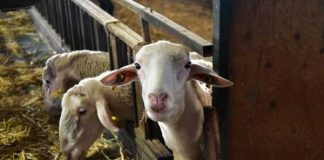 Επιμένουν στο αγροτικό ακατάσχετο των 15.000 ευρώ οι κτηνοτρόφοι ΑΜΘ πριν τις πληρωμές του Δεκεμβρίου