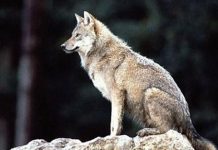 ΣΥΡΙΖΑ: Τι θα γίνει με τις επιθέσεις λύκων στην Αιτωλοακαρνανία; 