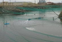 Νεκρά λόγω παγετού 10 τόνοι ψάρια- γόνος στον Λαγό Ξάνθης
