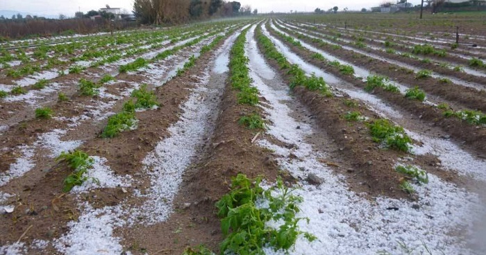 pagosan-2-500-tonoi-patatas-sta-servia-kozanis-71578