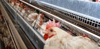 Ο Υφ. Περιβάλλοντος συνυπογράφει την Πρωτοβουλία Πολιτών για τον τερματισμό της εκτροφής παραγωγικών ζώων σε κλουβιά