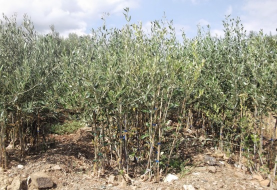 Στόχος του συνεταιρισμού των Λιβανάτων ο διπλασιασμός της παραγωγής ελιάς