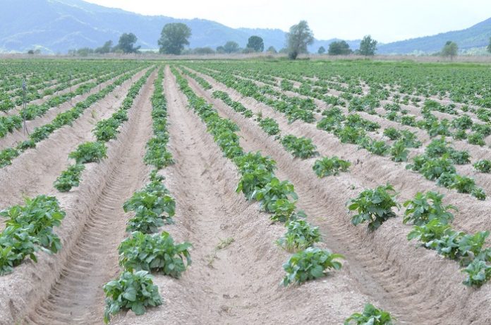To χυτρίδιο της πατάτας έχει βυθίσει σε απόγνωση δεκάδες καλλιεργητές