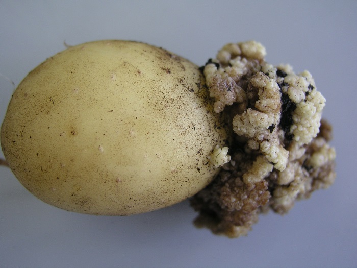 To χυτρίδιο της πατάτας έχει βυθίσει  σε απόγνωση δεκάδες καλλιεργητές 