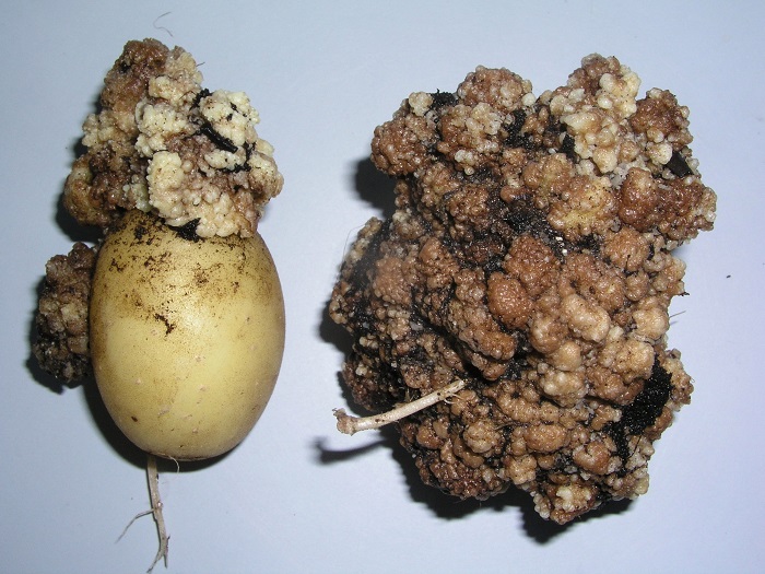 To χυτρίδιο της πατάτας έχει βυθίσει  σε απόγνωση δεκάδες καλλιεργητές 