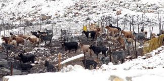Επιτροπή των μπλόκων: Μεγάλες ζημιές στην κτηνοτροφία από τo χιονιά και τον παγετό