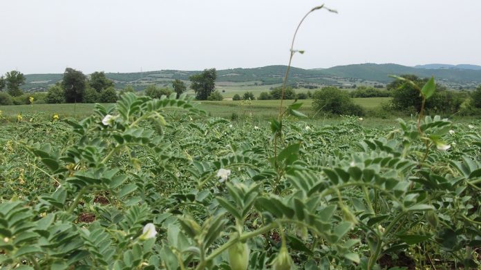 Αυξάνονται οι καλλιεργούμενες εκτάσεις με όσπρια στη Στερεά