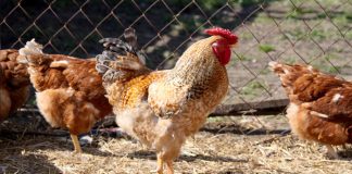 Νέες εστίες γρίπης των πτηνών σε Φλώρινα και Αρκαδία - Επείγουσα ενημέρωση από την Περιφέρεια Κ. Μακεδονίας
