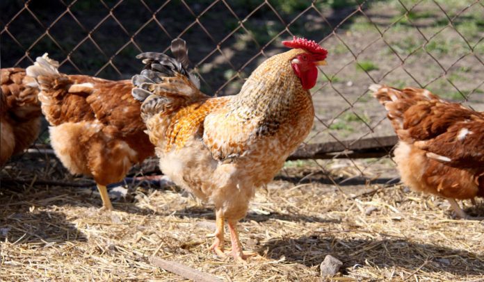 Νέες εστίες γρίπης των πτηνών σε Φλώρινα και Αρκαδία - Επείγουσα ενημέρωση από την Περιφέρεια Κ. Μακεδονίας