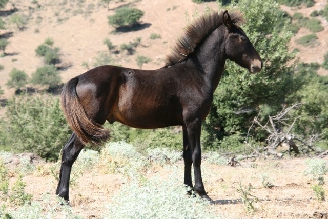 efippes-peripolies-se-ethnikous-drymous-me-thessalika-aloga-proteinei-i-enosi-ektrofeon-tous-73499