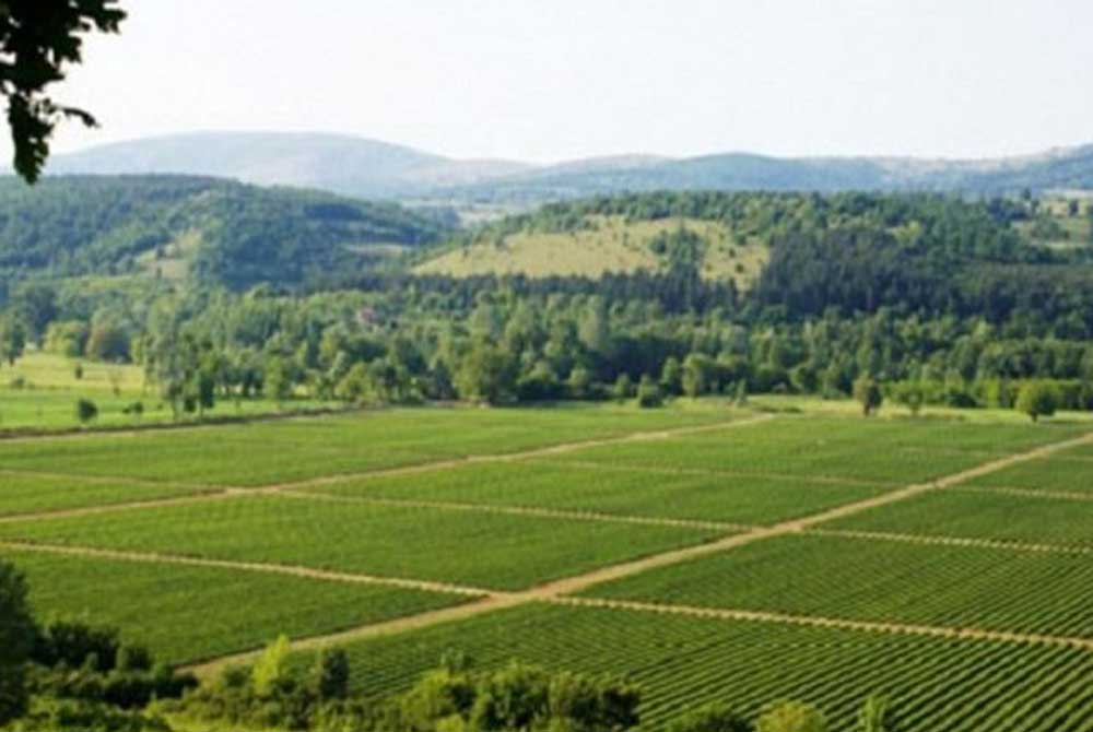 o-dimos-volou-se-programma-gia-enischysi-ton-agrotikon-periochon-73470