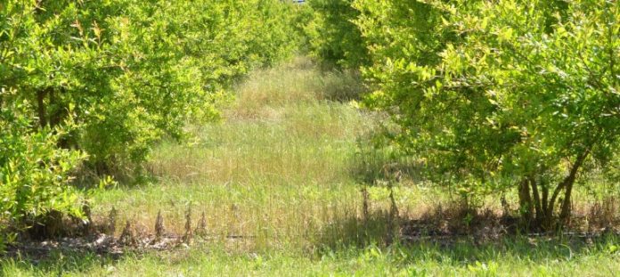 Έβρος: Στροφή του ενδιαφέροντος των καλλιεργητών στη δενδροκομία