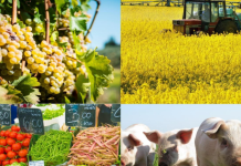 Οι εξαγωγές γεωργικών ειδών διατροφής της ΕΕ σε επίπεδα ρεκόρ το 2016