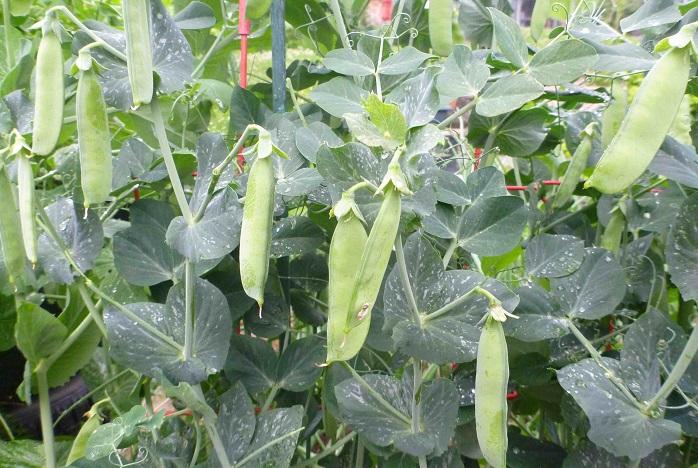 Για κρεμμύδι και αρακά  ετοιμάζεται η Στερεά Ελλάδα