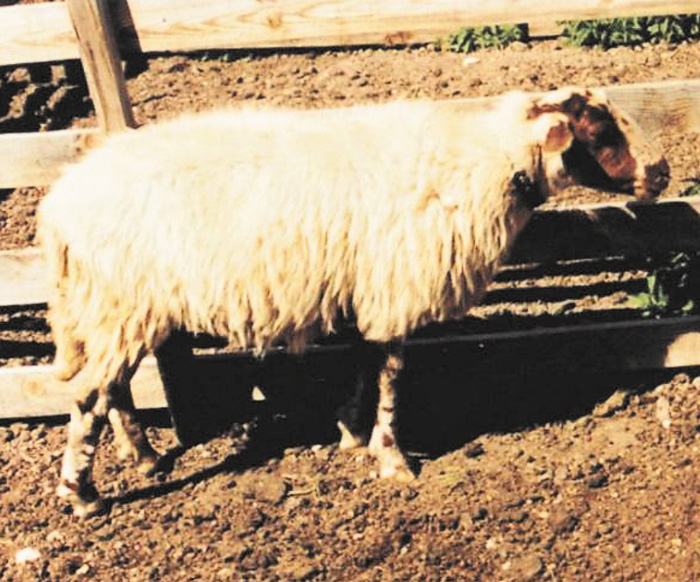 Φυλή Καλαρρύτικο Φυλή Καλαρρύτικο