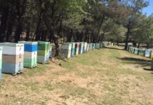 Κρήτη: «Βουλιάζουν» τους μελισσοκόμους οι ελληνοποιήσεις