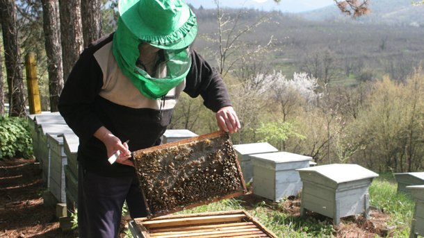 Μεγάλες ζημιές από το κρύο και την παρατεταμένη ξηρασία στα μελίσσια του Έβρου