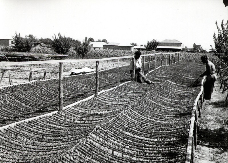 Μουσείο Καπνού Καβάλας: Τσιγάρο ατέλειωτο… η ιστορία του καπνού