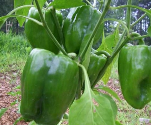 sto-12-196-evro-kilo-i-timi-paragogou-gia-ti-flaska-piperia-76536