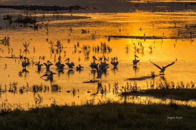 Υδάτινες διαδρομές στη Λίμνη Κάρλα μέσα από τα καρέ του Τάκη Τλούπα και του Βαγγέλη Ξένου