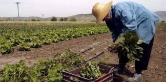 Τρίκαλα Ημαθίας: Με επιτυχία ολοκληρώθηκε ημερίδα για τον αγροτοδιατροφικό τομέα