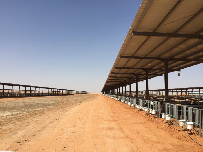 aggelades-saoudiki-aravia3