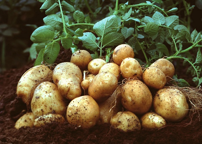 aisthiti-i-afxisi-ton-kalliergoumenon-ektaseon-patatas-sti-sterea-77474