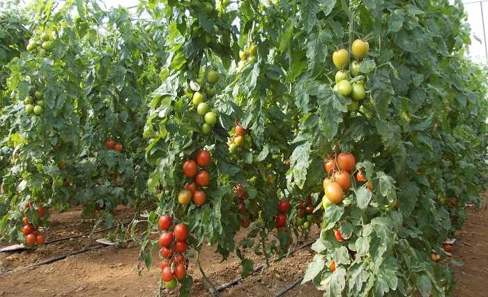 θερμοκηπιακές καλλιέργειες ντομάτας, Σύρος