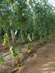καλλιέργεια ντομάτας στη Σύρο