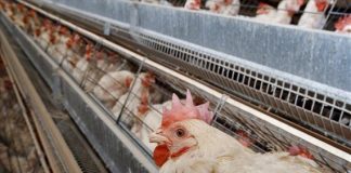 Επιβεβαιώθηκε κρούσμα γρίπης των πτηνών στην Ακρινή Κοζάνης