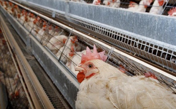 Επιβεβαιώθηκε κρούσμα γρίπης των πτηνών στην Ακρινή Κοζάνης