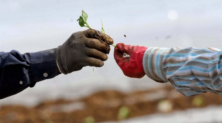 i-synetairistiki-paremvasi-stis-agrotikes-eisroes-78237