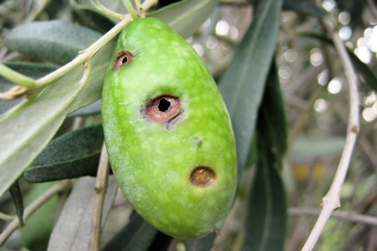 ileia-sta-cheria-ton-elaiotriveon-i-dakoktonia-78965