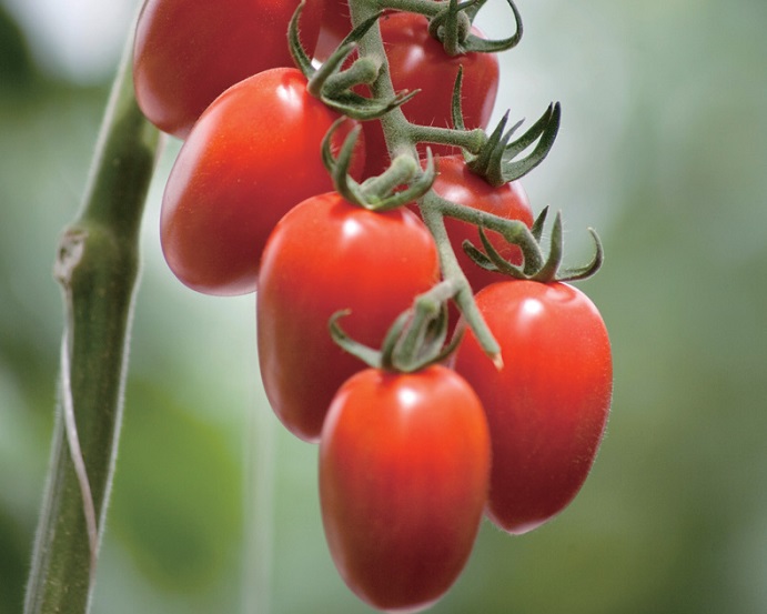 Βιομηχανική ντομάτα: Με βαριά καρδιά η συλλογή των όψιμων στη Θεσσαλία