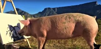 Και τα γουρούνια έχουν τον Pigcasso τους!(Βίντεο)