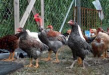 Καμπανάκι από την Περιφέρεια Κεντρικής Μακεδονίας για τη γρίπη των πτηνών