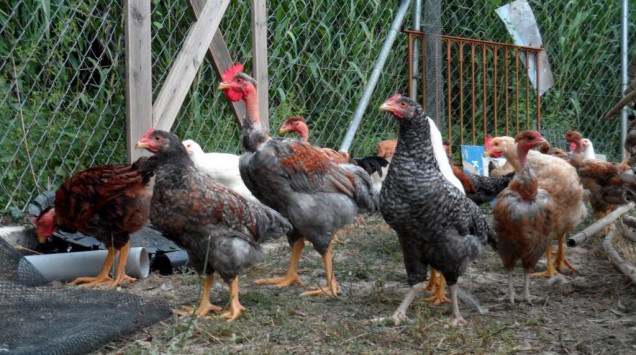 Καμπανάκι από την Περιφέρεια Κεντρικής Μακεδονίας για τη γρίπη των πτηνών