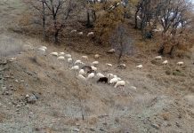 Οι κτηνοτρόφοι της Δράμας ζητούν να μην γίνει αφαίμαξη κτηνιάτρων ενδοπεριφερειακά