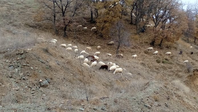 Οι κτηνοτρόφοι της Δράμας ζητούν να μην γίνει αφαίμαξη κτηνιάτρων ενδοπεριφερειακά