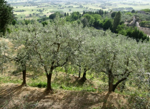 lakonia-messinia-seminario-gia-to-kladema-ti-threpsi-kai-ti-lipansi-tis-elias-78429