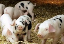 Νέος κανονισμός του USDA για την ευζωία των ζώων