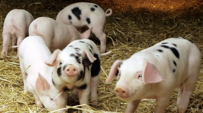 Νέος κανονισμός του USDA για την ευζωία των ζώων Νέος κανονισμός του USDA για την ευζωία των ζώων
