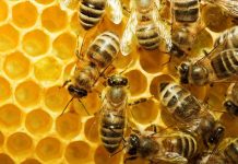 Οι φθηνές εισαγωγές «πικραίνουν» το ευρωπαϊκό μέλι