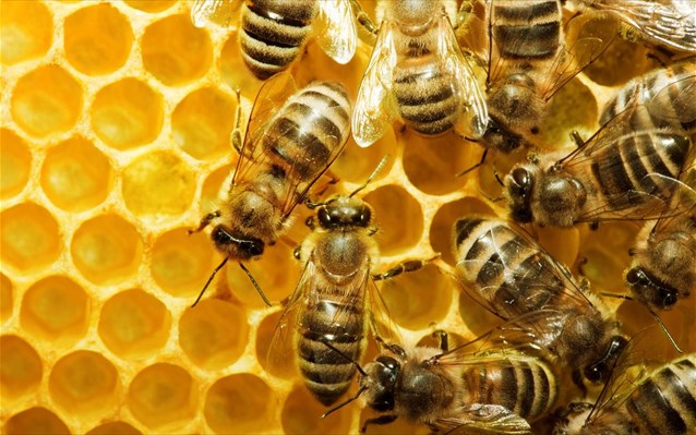 Οι φθηνές εισαγωγές «πικραίνουν» το ευρωπαϊκό μέλι