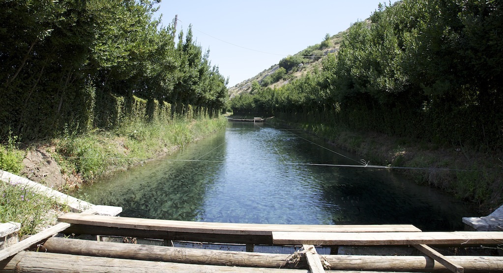 Οι πέστροφες του Ορχομενού