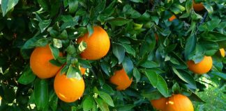 Πορτοκάλια Πελοποννήσου: Οι εξαγωγές έφεραν χαμόγελα
