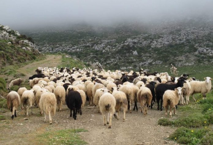 ΠΕ Ροδόπης: Επιστολή διαμαρτυρίας για τη μη καταβολή αποζημιώσεων στους κτηνοτρόφους από τον ΕΛΓΑ