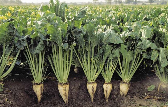 Πρωτοπόροι και ουραγοί των εαρινών σπορών