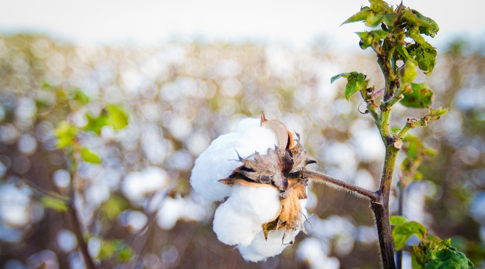 Πρωτοπόροι και ουραγοί των εαρινών σπορών